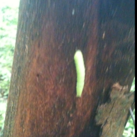 Spotting Image 1
