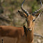 Yellow-billed oxpecker