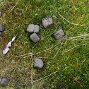 Wombat scat
