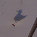 Gull
