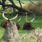 Ankole-Watusi