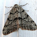 Small Phigalia Moth