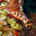 Redline Flabellina