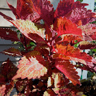 Sun Coleus