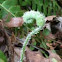 Fiddlehead fern