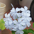 Flowers of  India