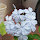 Flowers of  India
