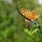 Common Leopard