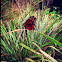 Viceroy