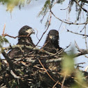 BALD EAGLE (Eaglet)