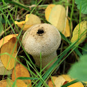 Puffball