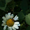 Plant Bug