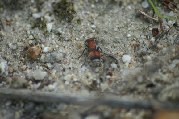 Spotting Image 1