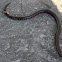 Eastern mud snake