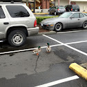Mallard duck