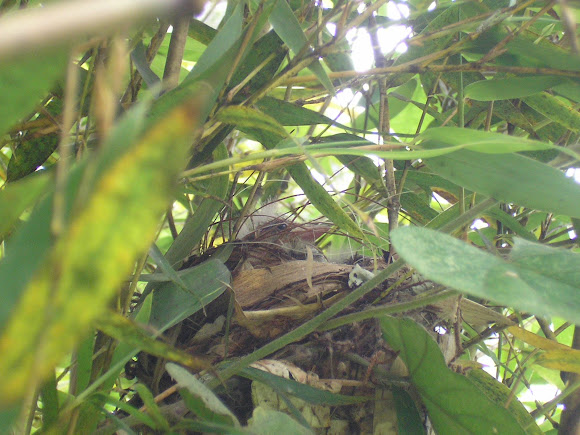 Spotting Image 1
