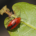 Plant bug