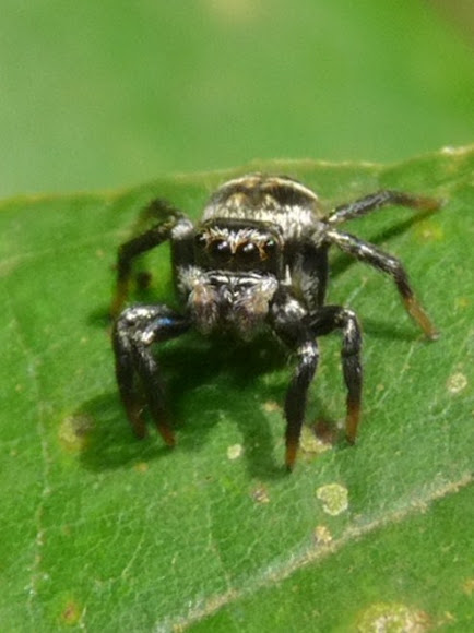 Spotting Image 1