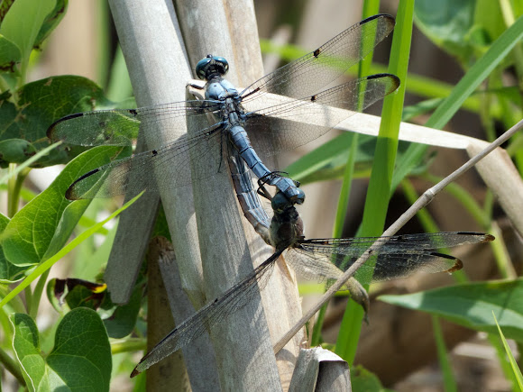 Spotting Image 1