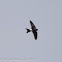 House Martin; Avión Común