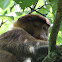 Proboscis monkey