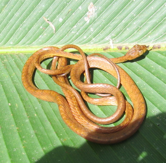 Spotting Image 1