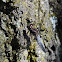 Plateau Dragonlet