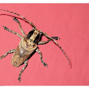 Longhorn Beetle