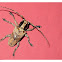 Longhorn Beetle