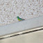 Red-rumped Parrot