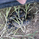 Eastern Hog-nosed Snake
