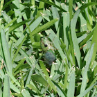 Cicada