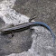 Common five-lined skink