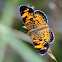 Pearl Crescent