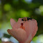 Blister beetle