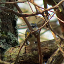 Yellow-rumped Warbler (Myrtle)