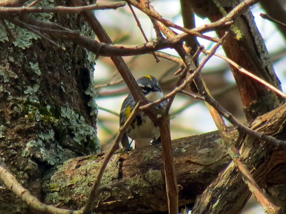 Spotting Image 1