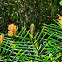 Ginger Lily