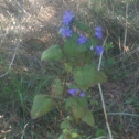 Rapunzel bluebell - raponzolo (naponzora)