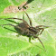 Wolf Spider
