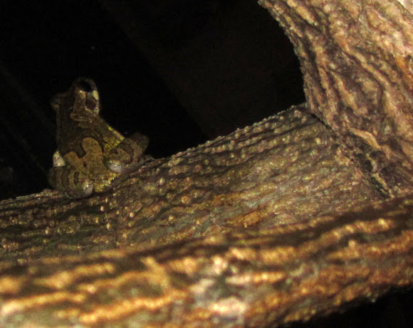 Spotting Image 1
