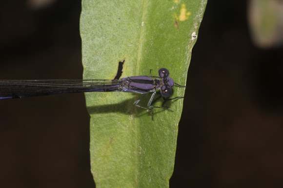 Spotting Image 1