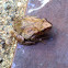 Spring Peeper