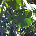 Ginkgo Biloba