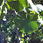 Ginkgo Biloba