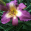 Lilly