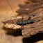 Large Green Longhorn