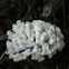 False Coral