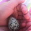 Egg