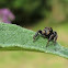 Jumping spider